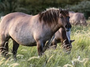 Fun Things To Do In Mustang Oklahoma