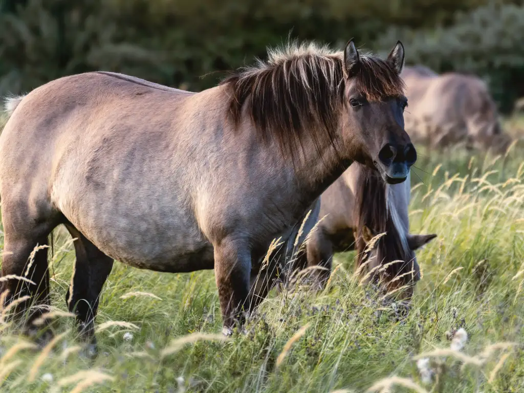 Fun Things To Do In Mustang Oklahoma
