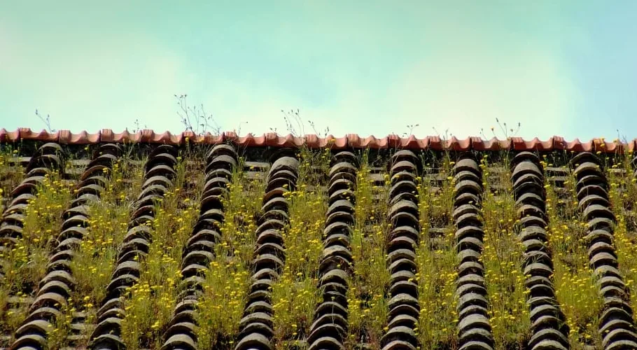 Green Roofs