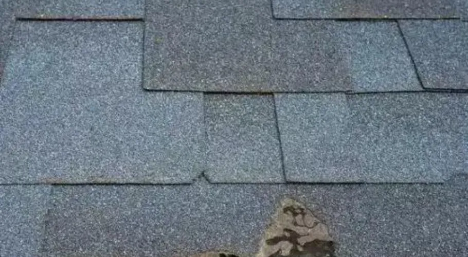 damaged shingles due to pest infestation