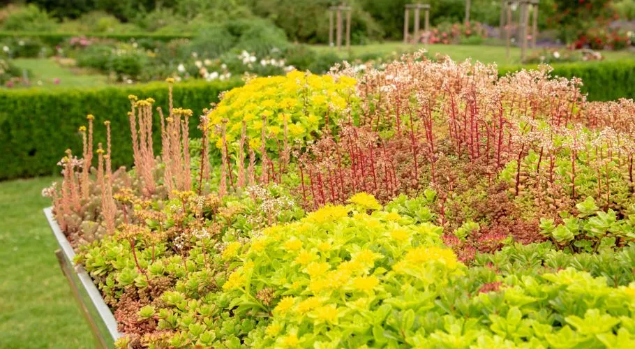 many co-benefits of green roofs