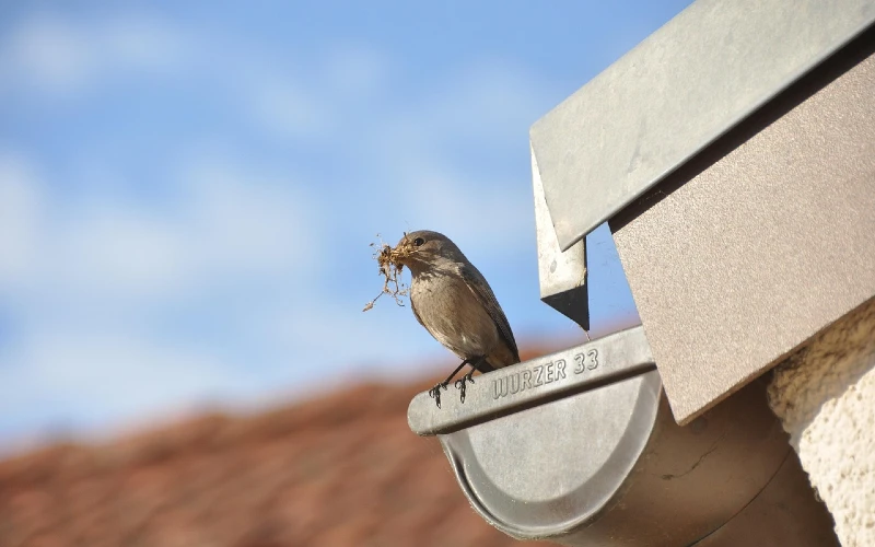 Bird eating on a roof gutter