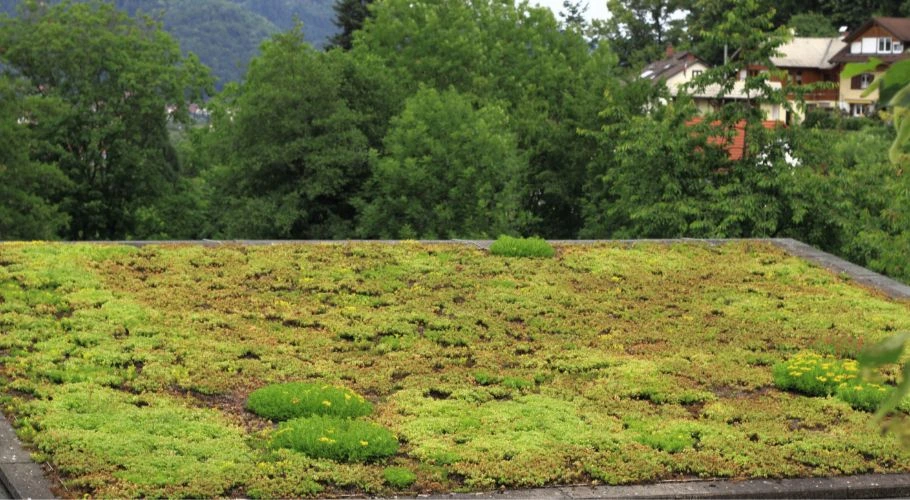 green roof and other roofing materials