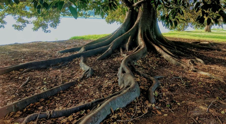 large tree roots